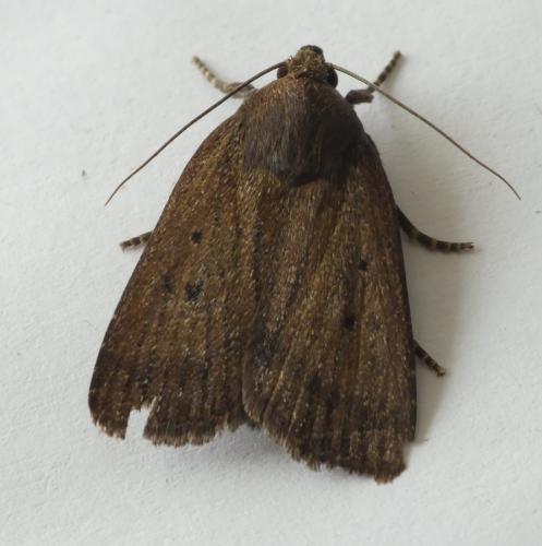 Réf. 186 760 : Amphipyra tragopoginis
